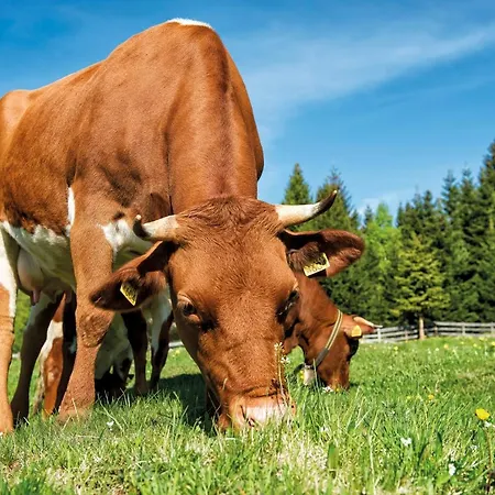 Apartmaji Strud'l Apartman