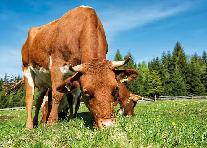 Apartmaji Strud'l Daire